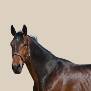 Cheval