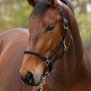 Licol cordano noir, berry ou bleu